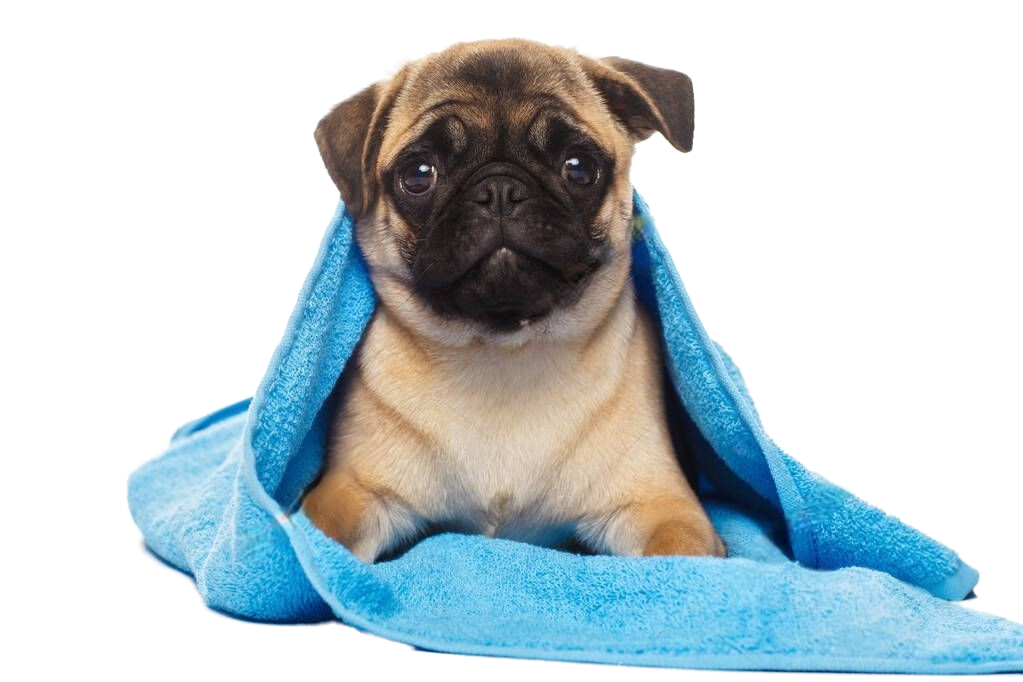 pug